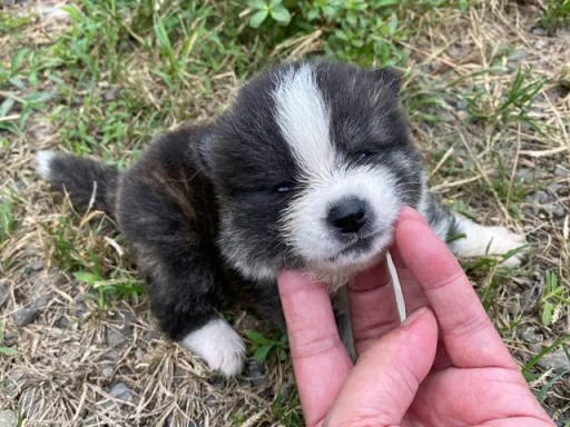 秋田犬のサムネイル画像4