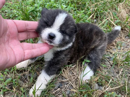秋田犬のサムネイル画像5