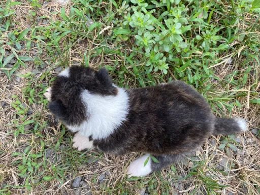 秋田犬のサムネイル画像6