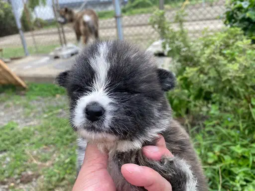 秋田犬の子犬販売