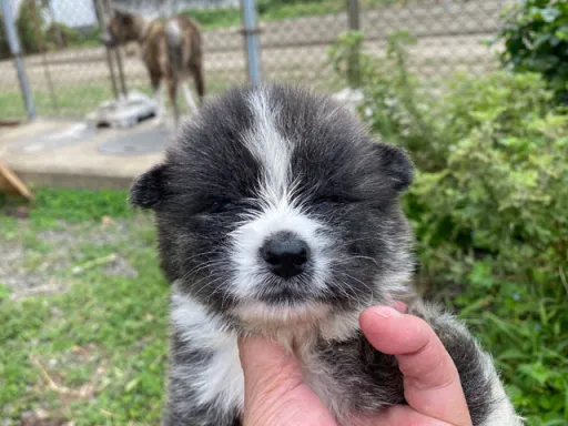 秋田犬のサムネイル画像2