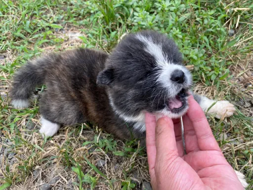 秋田犬のサムネイル画像4