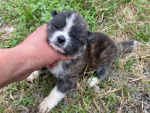 秋田犬のサムネイル画像5