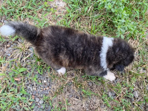 秋田犬のサムネイル画像6