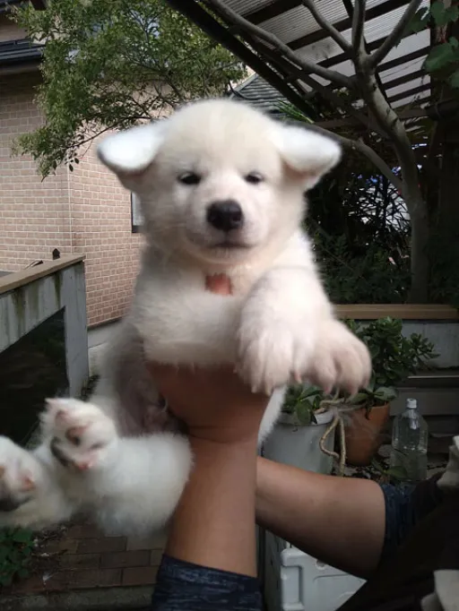 秋田犬のサムネイル画像2
