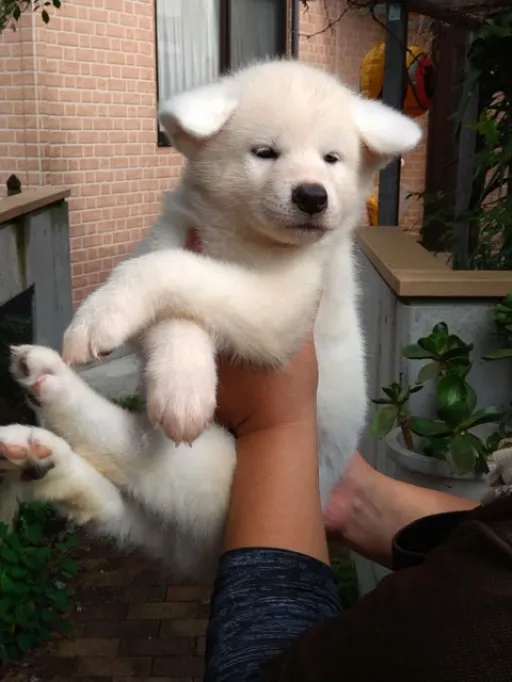 秋田犬のサムネイル画像3