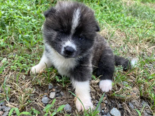 秋田犬のサムネイル画像2