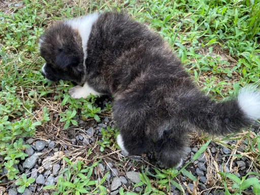秋田犬のサムネイル画像3
