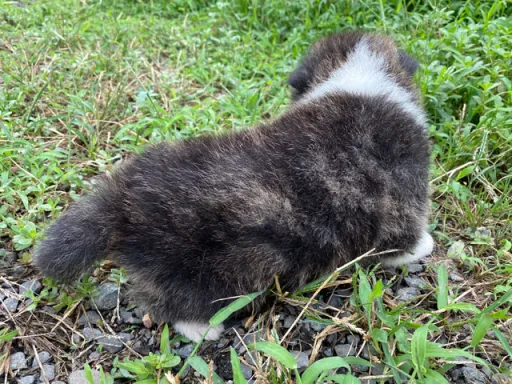 秋田犬のサムネイル画像4