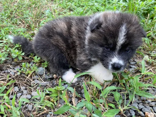 秋田犬のサムネイル画像5
