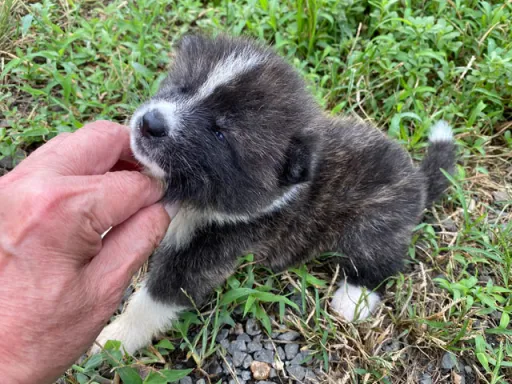 秋田犬のサムネイル画像6