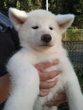 秋田犬の子犬販売