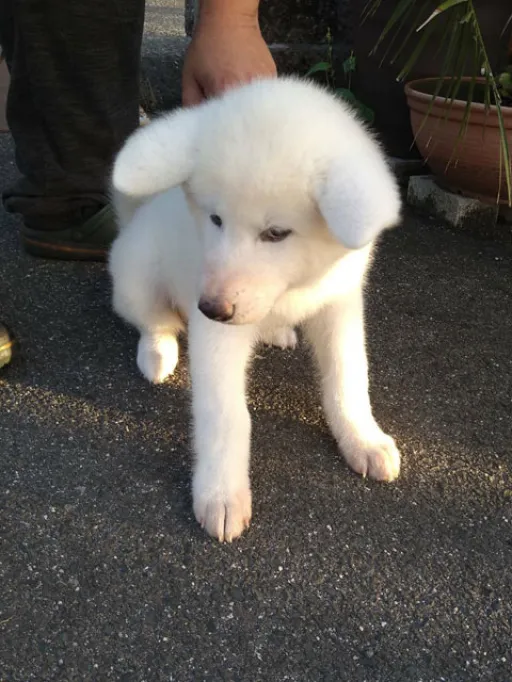 秋田犬のサムネイル画像2