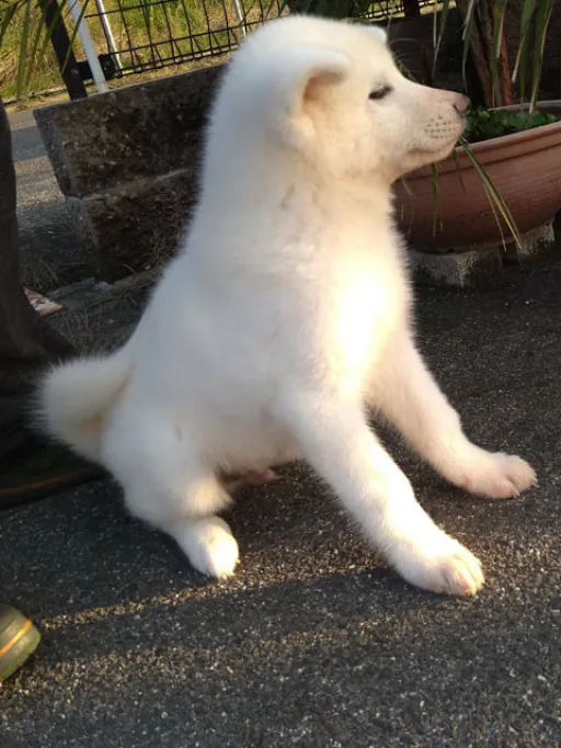 秋田犬のサムネイル画像3