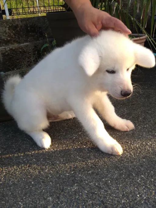 秋田犬のサムネイル画像4