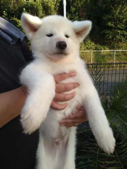 秋田犬のサムネイル画像5