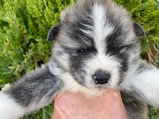 秋田犬のサムネイル画像2