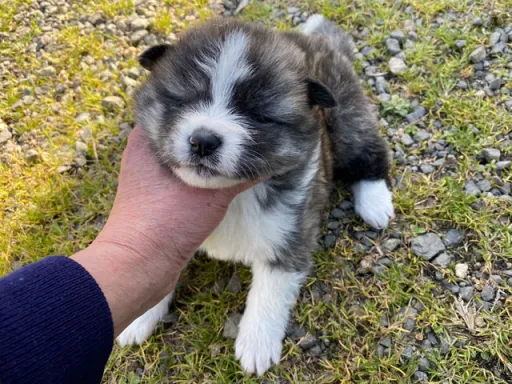 秋田犬のサムネイル画像3