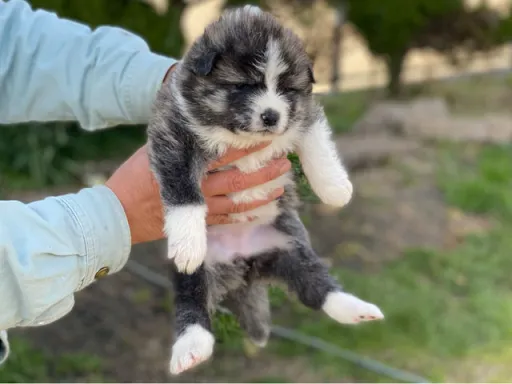 秋田犬のサムネイル画像4