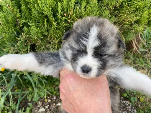 秋田犬のサムネイル画像5