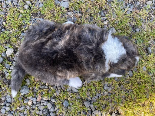 秋田犬のサムネイル画像6