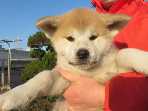秋田犬の子犬販売