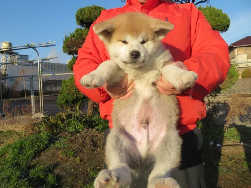 秋田犬のサムネイル画像2