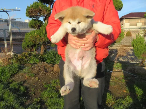 秋田犬のサムネイル画像4