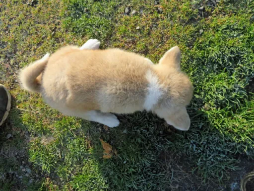 秋田犬のサムネイル画像5