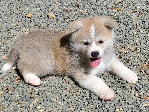 秋田犬の子犬販売