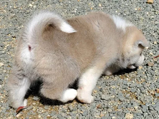 秋田犬のサムネイル画像2