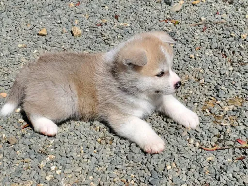 秋田犬のサムネイル画像3