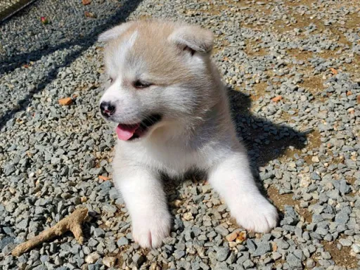 秋田犬のサムネイル画像4