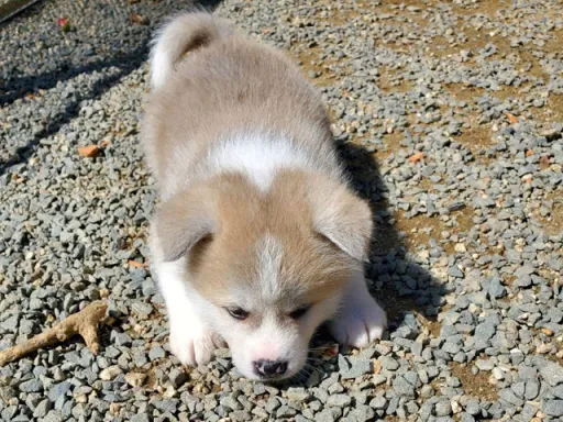 秋田犬のサムネイル画像5