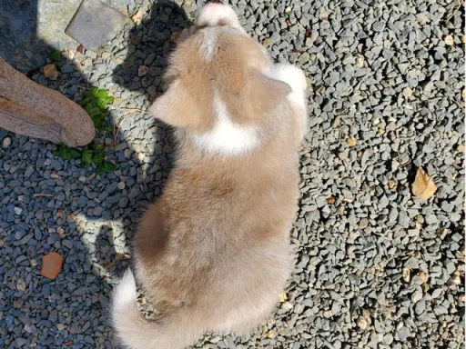 秋田犬のサムネイル画像6