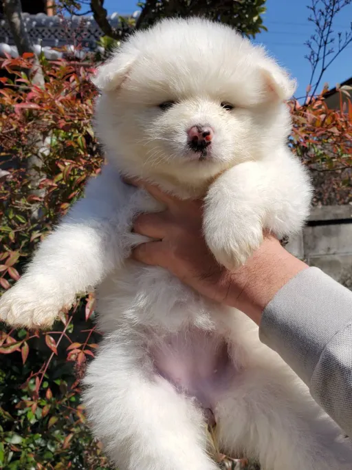 秋田犬のサムネイル画像1