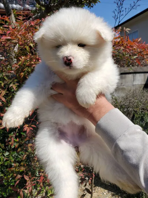 秋田犬のサムネイル画像2