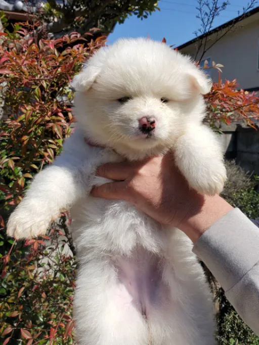 秋田犬のサムネイル画像3