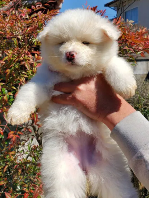 秋田犬のサムネイル画像4