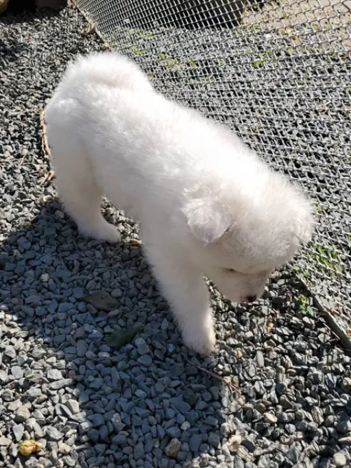 秋田犬のサムネイル画像5