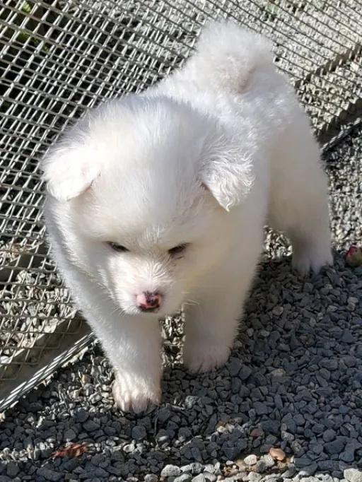 秋田犬のサムネイル画像6