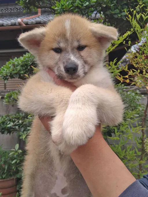 秋田犬のサムネイル画像1