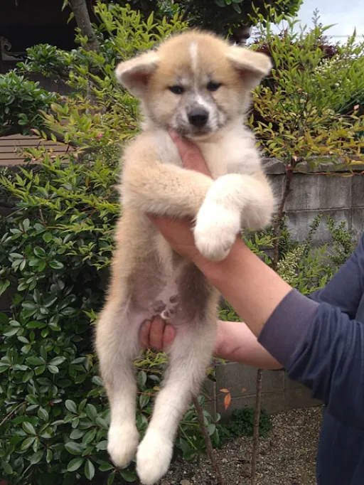 秋田犬のサムネイル画像2