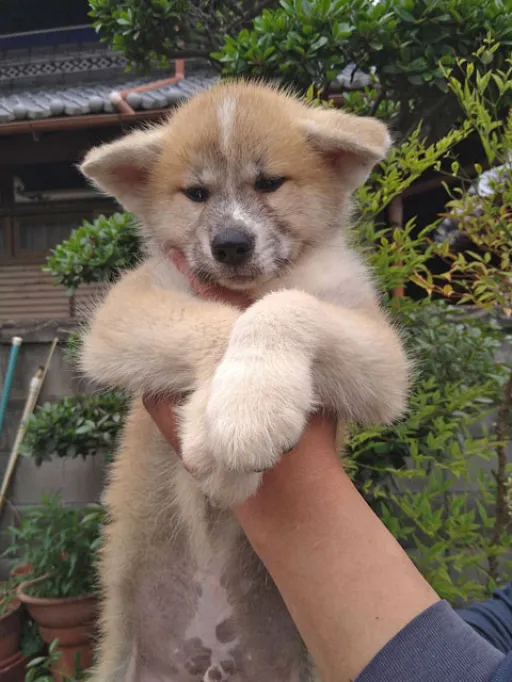 秋田犬のサムネイル画像3