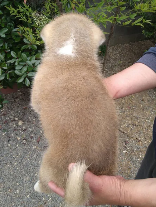秋田犬のサムネイル画像4
