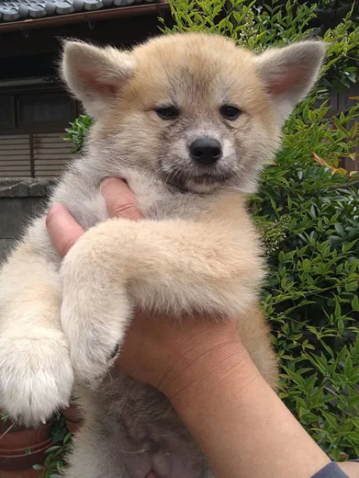 秋田犬のサムネイル画像1