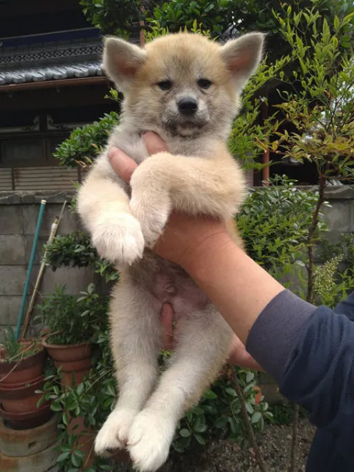 秋田犬のサムネイル画像2