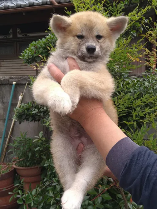 秋田犬のサムネイル画像3