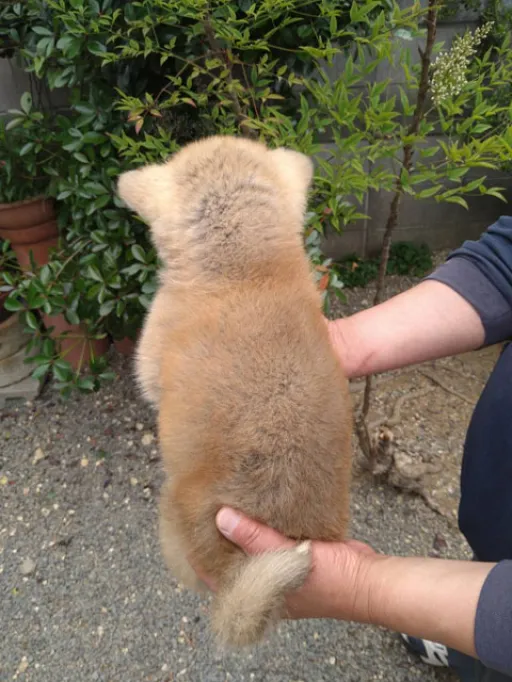 秋田犬のサムネイル画像4