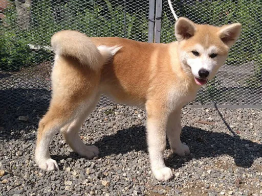 秋田犬のサムネイル画像1